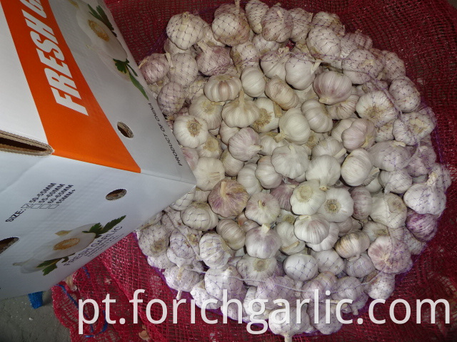 Export Fresh Garlic